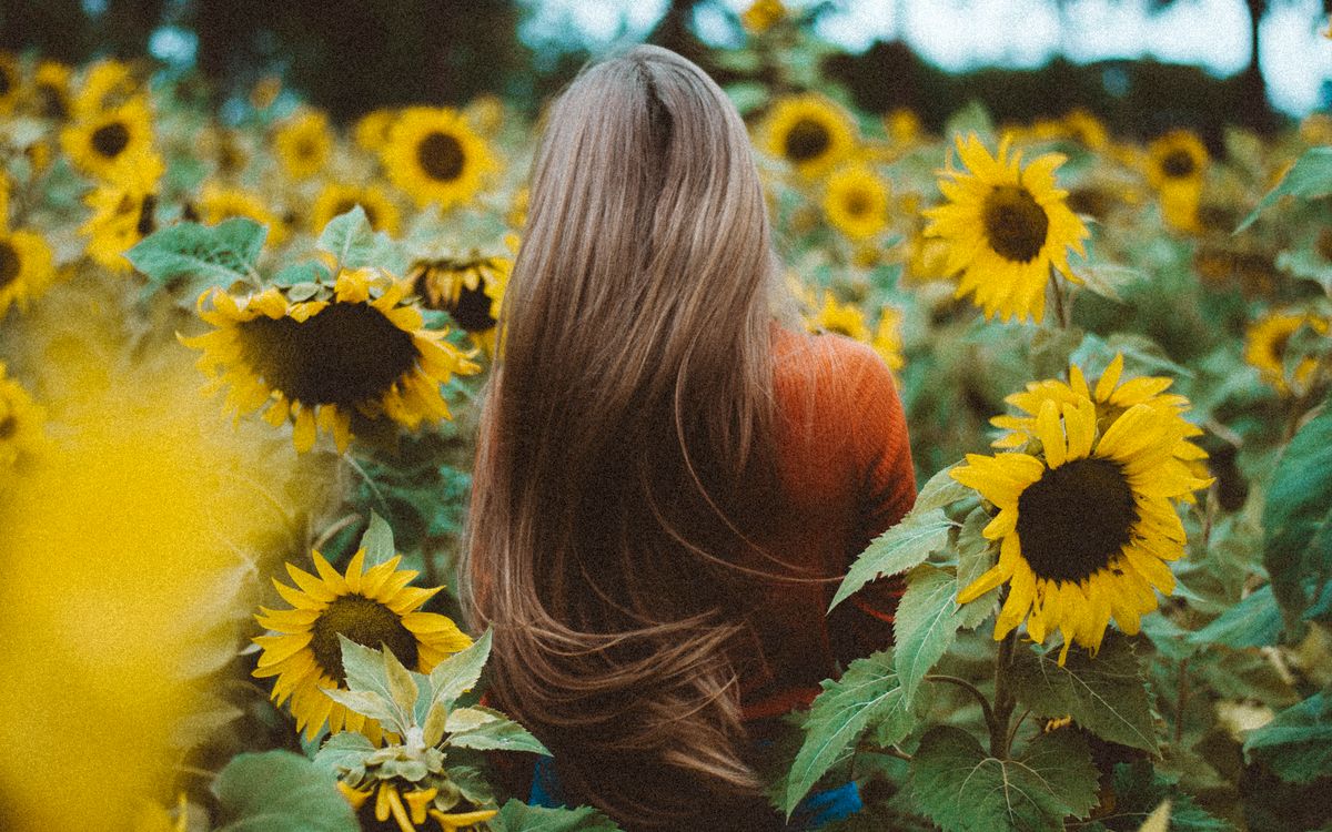 A woman stands in a vibrant sunflower field, her long hair cascading down her back.